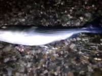 Brunette gives blowjob to her boyfriend on a night fishing