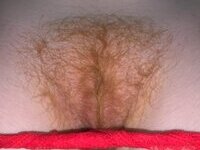 Cherry redhead beaver