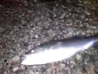 Fishing trip goes wild when she drops to her knees