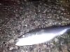 Fishing trip goes wild when she drops to her knees