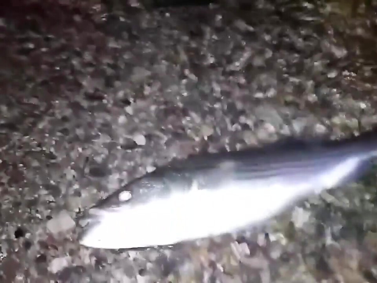 Play 'Fishing trip goes wild when she drops to her knees'