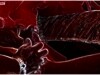 hot cock suck video in deep red screen