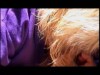 VERY HO SUCK IN HER PURPLE VELOR ROBE