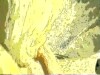 YELLOW SCREEN CARTOON BLOW JOB