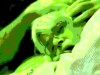 hot green screen cock suck cartoon video