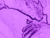 another hot pink screen cartoon video