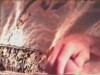 GREAT COCK SUCK VIDEO